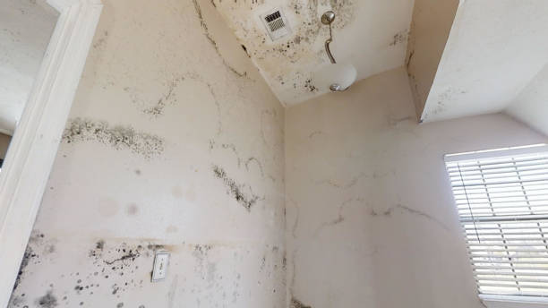 Best Forensic Mold Investigation  in North Caldwell, NJ