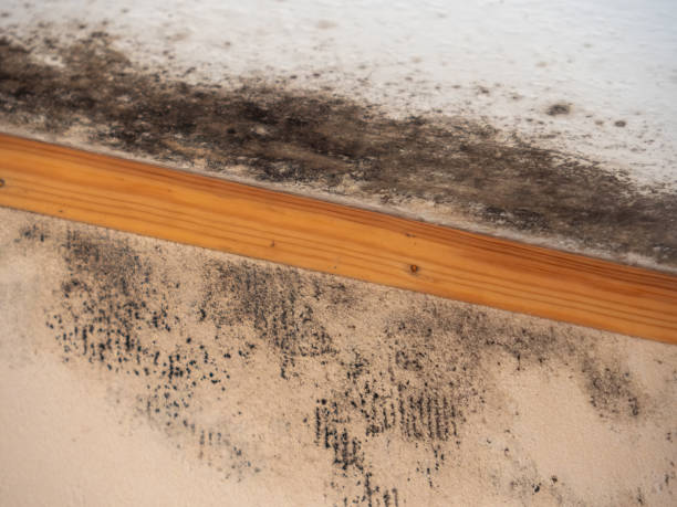 Best Mold Documentation for Insurance Claims  in North Caldwell, NJ