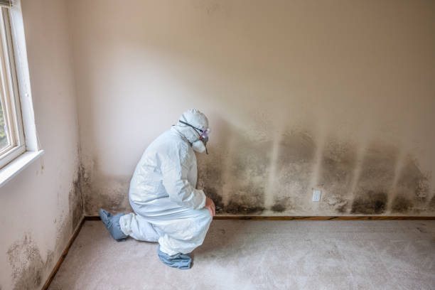 Best Mold Odor Removal Services  in North Caldwell, NJ